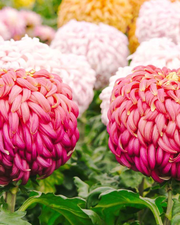 Chelsea Flower Show London